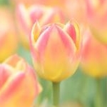 はのいんこさんのプロフィール画像