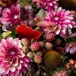 Pecolaさんのプロフィール画像