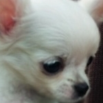 ほいっぷくりいむ仙人さんのプロフィール画像