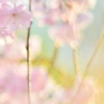 夏目さんのプロフィール画像