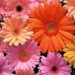 aya__03さんのプロフィール画像