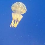 ミフラさんのプロフィール画像