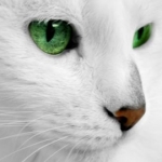 sakuraさんのプロフィール画像