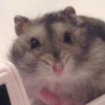 モニプラぢぢいさんのプロフィール画像