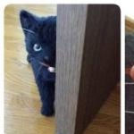 ニャーニャさんのプロフィール画像