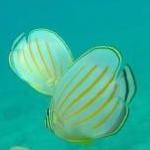 ひなたぼっこさんのプロフィール画像