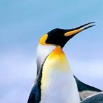 モモサラダさんのプロフィール画像