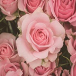 Ringoさんのプロフィール画像