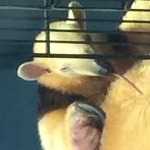 クッキーちゃんち