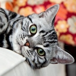 アメショーさんのプロフィール画像