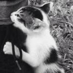 ワンちゃんさんのプロフィール画像