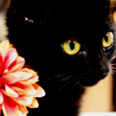 ふれじぇさんのプロフィール画像