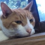 なつみ＠ダイエットブロガ…