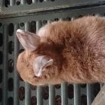 はなさんのプロフィール画像