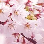 あやくまさんのプロフィール画像