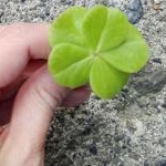 yunarihoさんのプロフィール画像