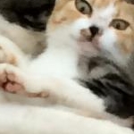 ありんこさんのプロフィール画像