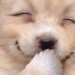 るるたんさんのプロフィール画像