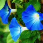 アオイアサガオさんのプロフィール画像