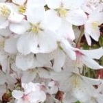 kplnさんのプロフィール画像