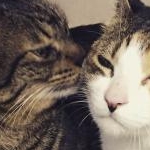 いなりちゃんさんのプロフィール画像