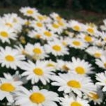 ココアブラウン