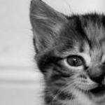 マロンパイさんのプロフィール画像