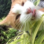 kokoさんのプロフィール画像