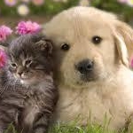 sakuraさんのプロフィール画像