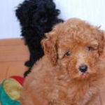 sheraさんのプロフィール画像