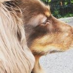 ayuayuさんのプロフィール画像