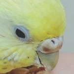 ぬっくみーさんのプロフィール画像