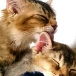 ゆーママさんのプロフィール画像