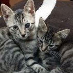 hanaさんのプロフィール画像