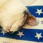 ごましおさんのプロフィール画像