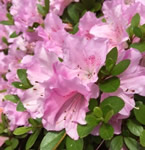 asukayumuさんのプロフィール画像