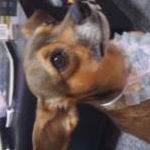 愛犬♡美容Loveまきろ…