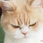 にゃんてかさんのプロフィール画像