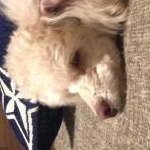 puchiさんのプロフィール画像