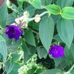 阿修羅男爵@元美容師さんのプロフィール画像