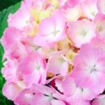 えにゃさんのプロフィール画像