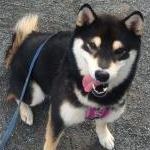 黒柴咲桜さんのプロフィール画像