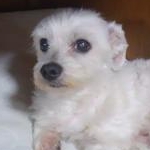 ラップーさんのプロフィール画像