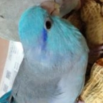 ネネのおっかあさんのプロフィール画像