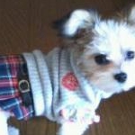 もっふもふさんのプロフィール画像