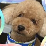 ちびのさんのプロフィール画像