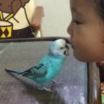 （株）インコ刑事