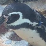 ティムさんのプロフィール画像