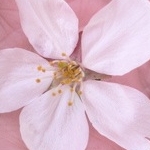 yumeirokobacoさんのプロフィール画像