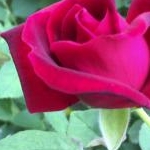 うめこさんのプロフィール画像